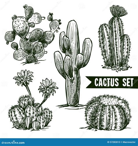 Cactus Sketch Set Stock Vector - Image: 57283013