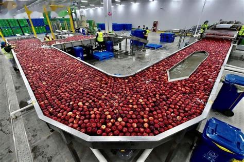 阿里数字农业“西安仓”建成投用，水果分选效率为普通人工100倍_农产品