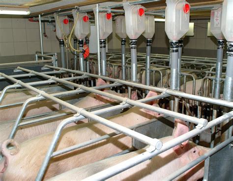 BMEL: Eckpunkte zur Neugestaltung der Kastenstandhaltung | agrarheute.com