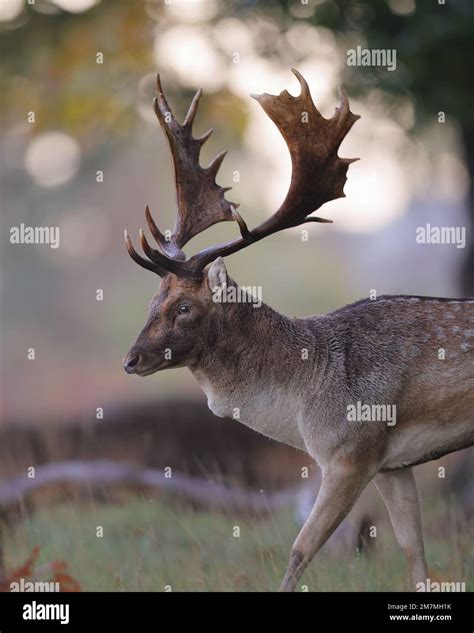 The European fallow deer, also known as the common fallow deer or ...