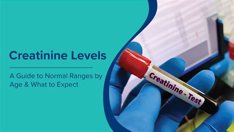 Serum Creatinine Levels: Normal Range by Age & Gender | High & Low ...