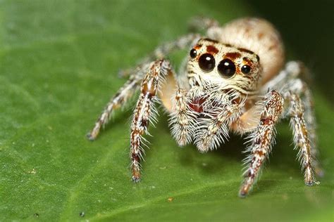 Image result for Spider Species Classification Using Machine Learning