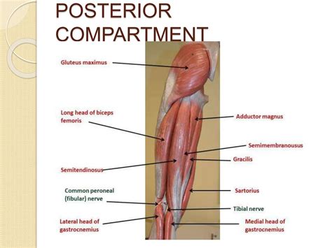 LECTURE 7MEDIAL and posterior compartment of thigh.ppt