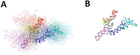 RNA Model 的图像结果