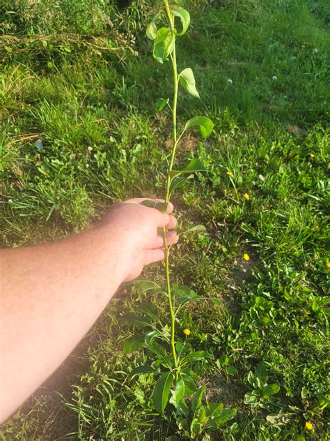 Late season grafting experiments only. Using green wood cuttings, Plastilina, tbuds, chips, and ...