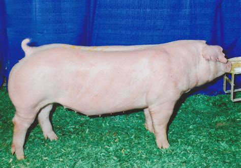 Chester White Pigs — Schmidt Swine