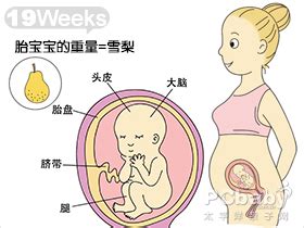 【怀孕19周】怀孕十九周胎儿图,怀孕19周吃什么、注意什么_亲子百科_太平洋亲子网