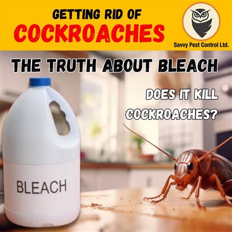 The truth about bleach for getting rid of cockroaches : u/savvy_pestcontrol