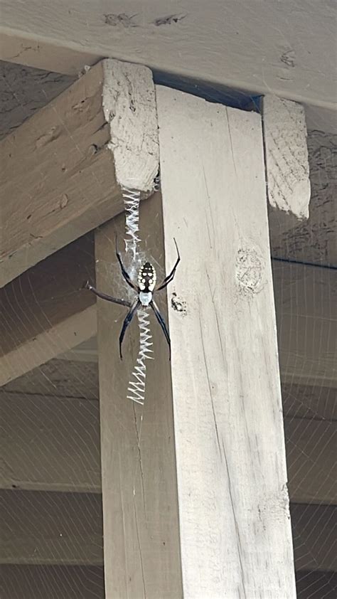 Argiope aurantia (Black and Yellow Garden Spider) in Mississippi United ...