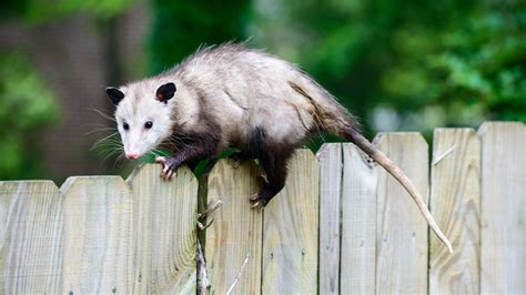 Expert Tips for Trapping An Opossum