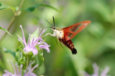 Hummingbird Moth Hummingbird Moth Facts: Moths That Look (And Sound)