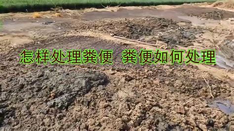 化粪池的粪便怎么处理 化粪池的粪便怎么处理视频_中国历史网