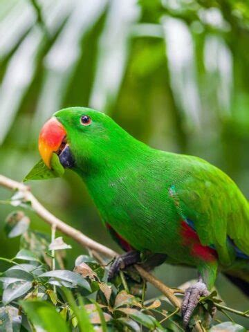 Image result for Parrot Search Algorithm