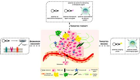 TNBC Challenge: Oligonucleotide Aptamers for New Imaging and Therapy ...