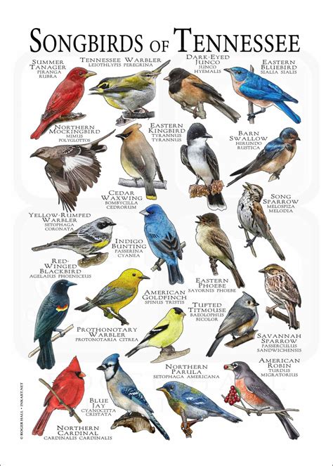 Songbirds of Tennessee Poster Print