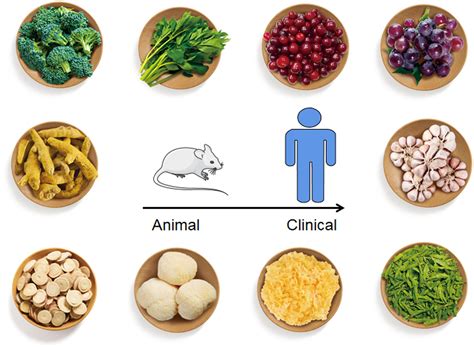 Frontiers | Natural foods resources and dietary ingredients for the amelioration of Helicobacter ...