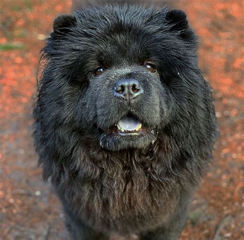 Black Betty the Chow Chow sweet dog cute puppy | Chow chow, Chow chow ...