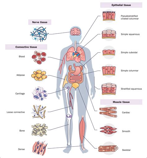 British Journal of Nursing - Cell and body tissue physiology
