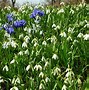 Image result for Bright Spring Flowers