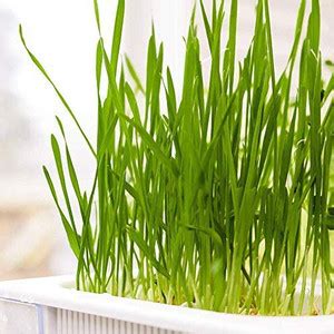 VibeX Cat Grass Seed Mix Seed Price in India - Buy VibeX Cat Grass Seed ...