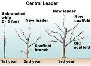 Apple Tree Pruning Guide 的图像结果