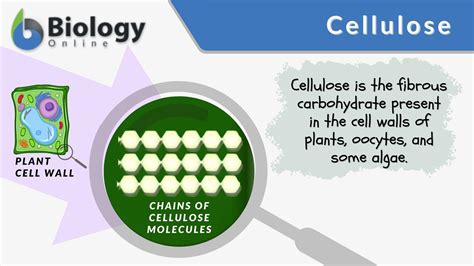 Cellulose Definition and Examples - Biology Online Dictionary