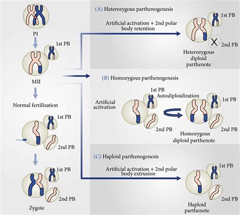 Parthenogenesis definition, types of parthenogenesis