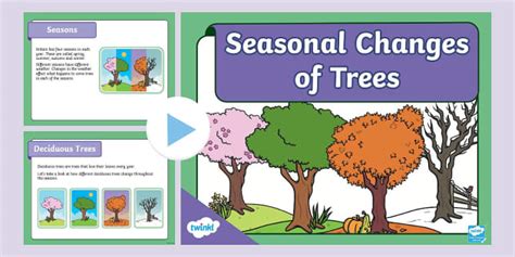 Seasonal Changes of Trees PowerPoint - Science - KS1