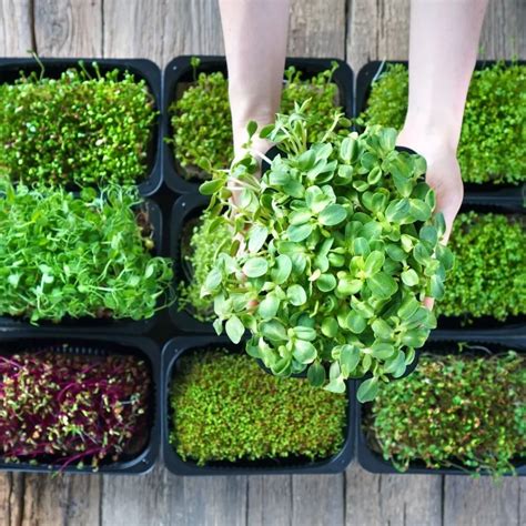 How To Grow Quinoa Microgreens (Complete Guide) - A Garden Diary