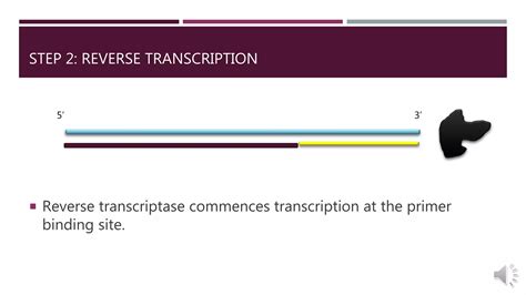 Reverse Transcription of RNA | PPTX