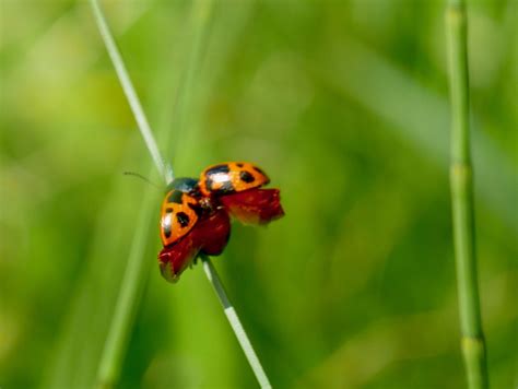 Carlos Avery Wildlife Area – Andy Birkey