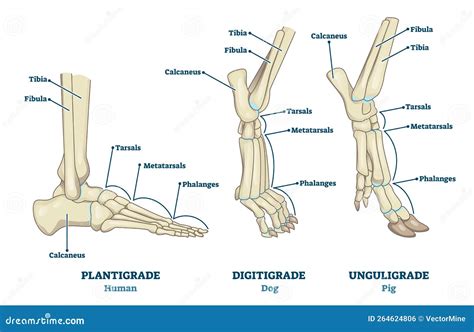 Plantigrade, Digitigrade And Unguligrade Comparison Vector Illustration ...