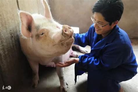 习水：生猪家庭农场敲开致富门,德康集团