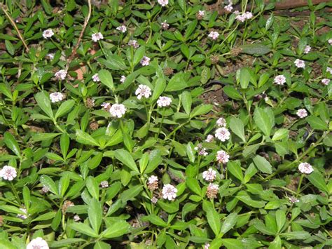 Phyla nodiflora var. nodiflora | Plants of the World Online | Kew Science