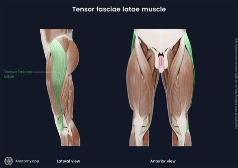 Tensor fasciae latae | Anatomy.app
