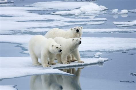 What are some examples of polar bear adaptations? | Britannica