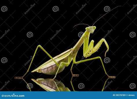 Giant Asian Praying Mantis stock image. Image of invertebrate - 28378789