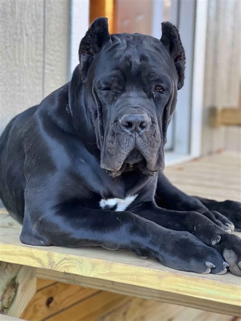 Lori Lambert- Montanaro Cane Corsos - Cane Corso Puppies for Sale in ...