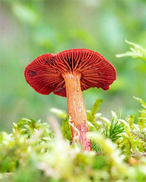 17 Toxic Types of Poisonous Lawn Mushrooms - Southern Reside