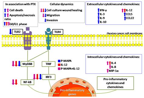 P-MAPA and Interleukin-12 Reduce Cell Migration/Invasion and Attenuate ...