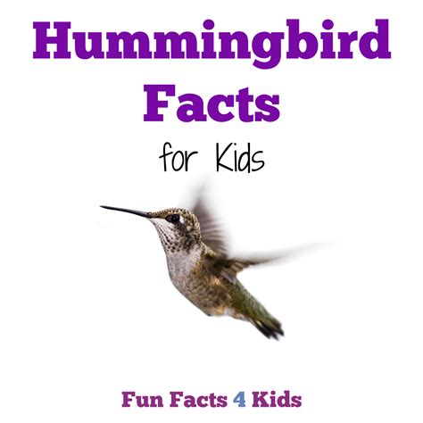 Fun Facts for Kids about Hummingbirds – Fun Facts 4 Kids