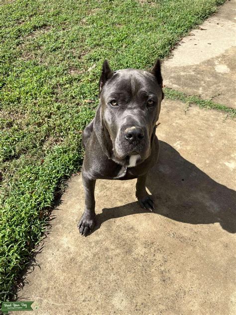 Blue Cane Corso Stud - Stud Dog in South, the United States | Breed ...