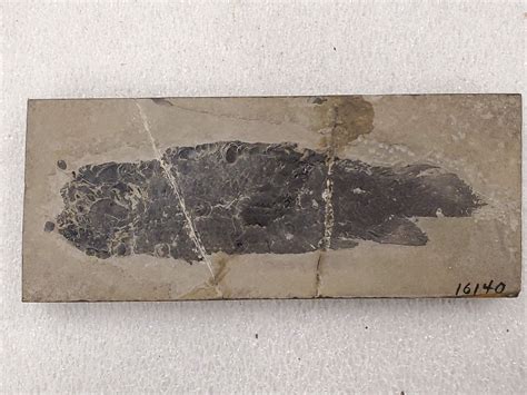 Before Dinosaurs, Fish With Super-Jaws Ruled the Seas—And Shaped Human Evolution