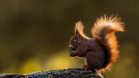 Squirrels Are They Rodents at Aidan Wendt blog