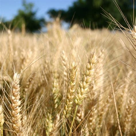 Wheat Seeds Yamhill Wheat Vegetable Gardening