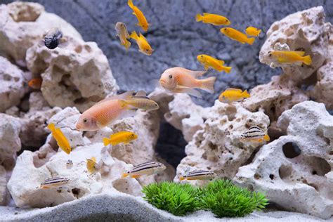 Fish Tank Sizes – Our Accurate, Helpful Size Calculator