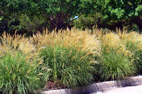 11 Ornamental Grasses For Stunning Fall Color In South Carolina