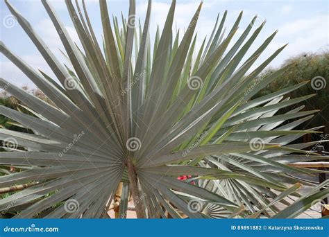 Plants in Morocco. Palms in Morocco. Stock Photo - Image of maraoko ...