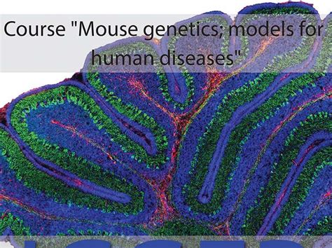 Image result for Mouse Genetics