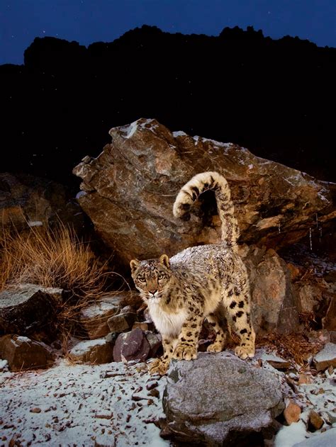 Mountain Animals Pictures